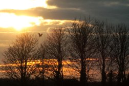 golden sunset with bird