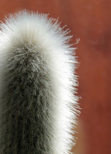 Furry cactus