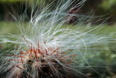 A very hairy cactus