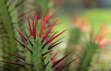 Cactus with red spines
