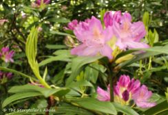 113 rhododendron flowers