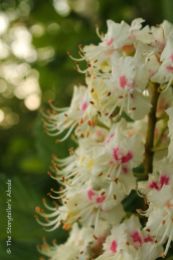 54 horse chestnut blossom