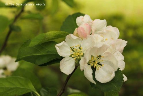 84 apple blossom