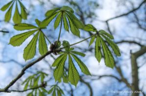horse chestnut leaves 2