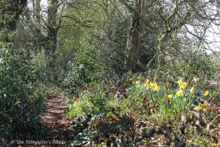 path with daffodils