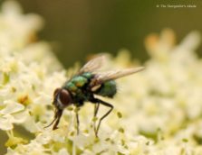 fly on cow parsley 3