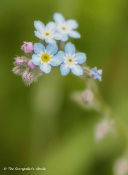forget me nots