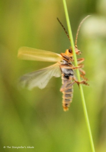 insect on stalk