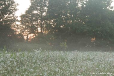 meadow at dawn