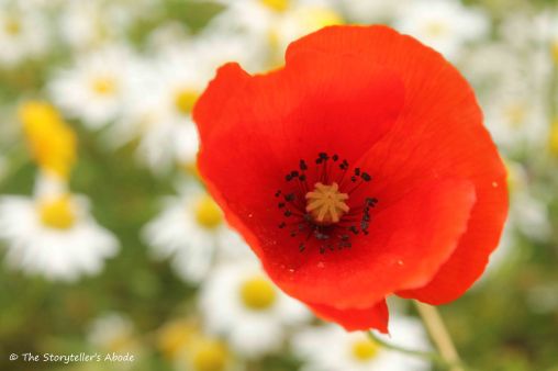 Poppy with Camomile
