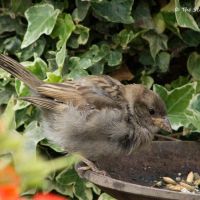 Sparrow Fledglings