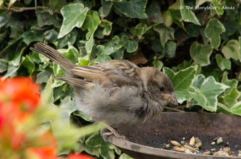 Sparrow Fledgling 3