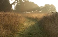 dawn-lit-path-through-meadow-2