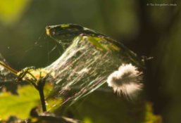 feather-caught-in-web