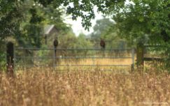 pheasants-on-gate
