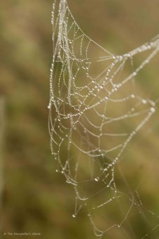 spiderweb-4