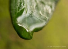 droplet-on-ivy-leaf