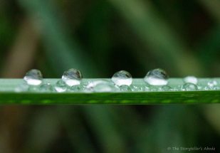 droplets-on-grass