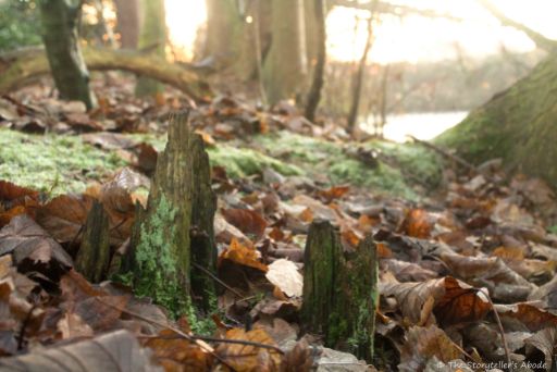 jagged-stumps-with-fallen-leaves