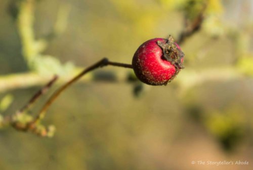 old-hawthorne-berry