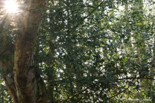 sunlight-through-holly-tree