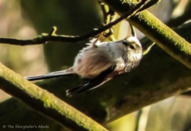 upside-down-long-tailed-tit