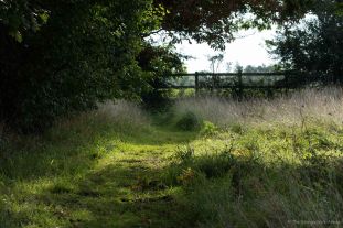 Meadow Path 2