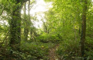 Woodland Path 3