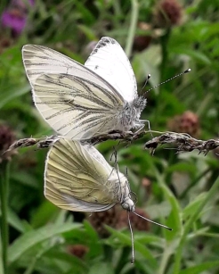 Mating pairs of Green-veined Butterflies
