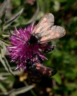 6-Spot Burnet moth