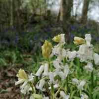 Among the White Bluebells