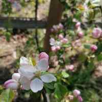 Of Apple Blossom and Spring Flowers