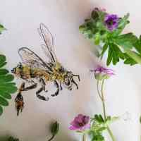 Bees in Cranesbill
